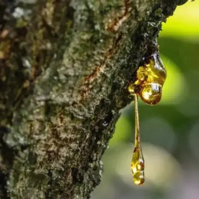 15 Frankincense Pine Tree Seeds - Seed World