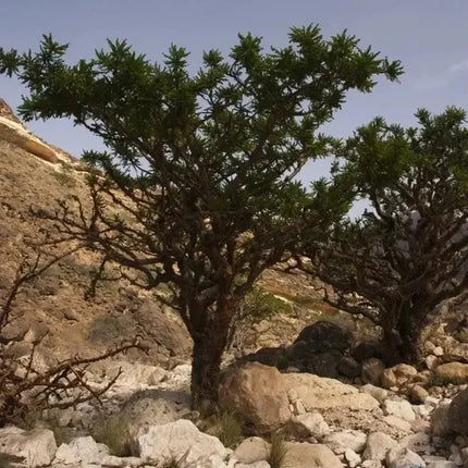 15 Frankincense Pine Tree Seeds - Seed World