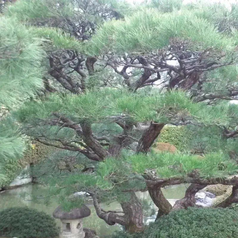 15 Japanese Black Pine Tree Seeds - Seed World