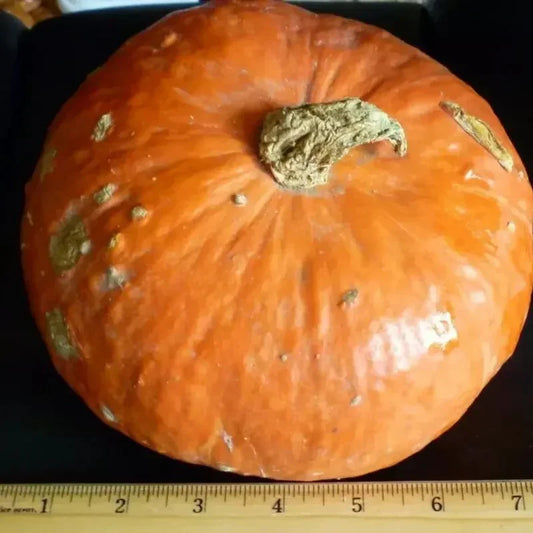 15 Kabocha Winter Squash Seeds - Seed World