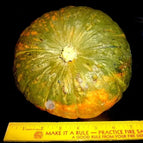 Kabocha