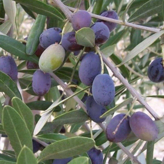 15 Olive Tree - Olea Europaea Seeds - Seed World
