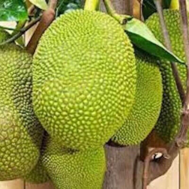 15 Organic Jackfruit Seeds - Seed World