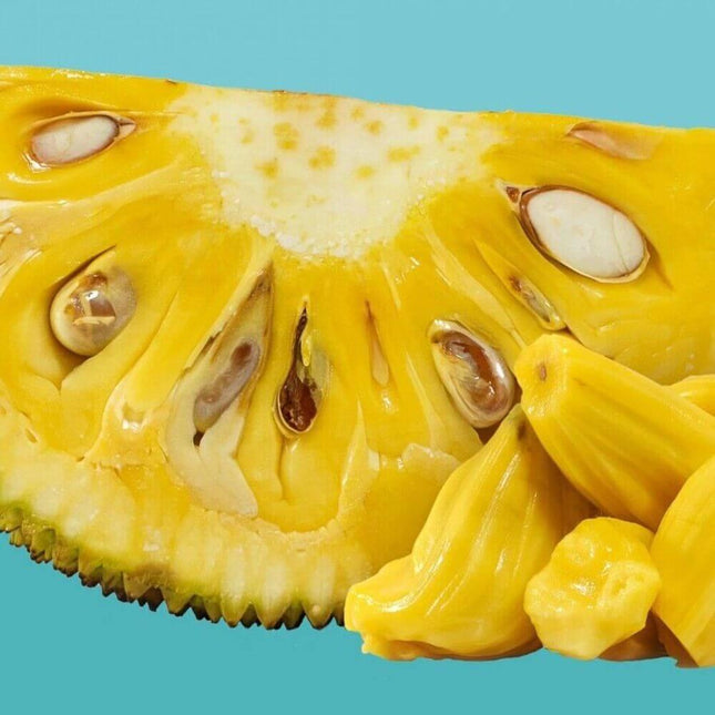 15 Organic Jackfruit Seeds - Seed World