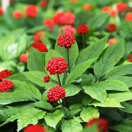 15 Panax Ginseng Korean Seeds - Seed World