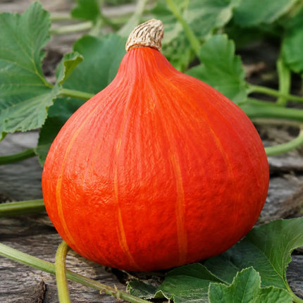 15 Red Kuri Squash Seeds