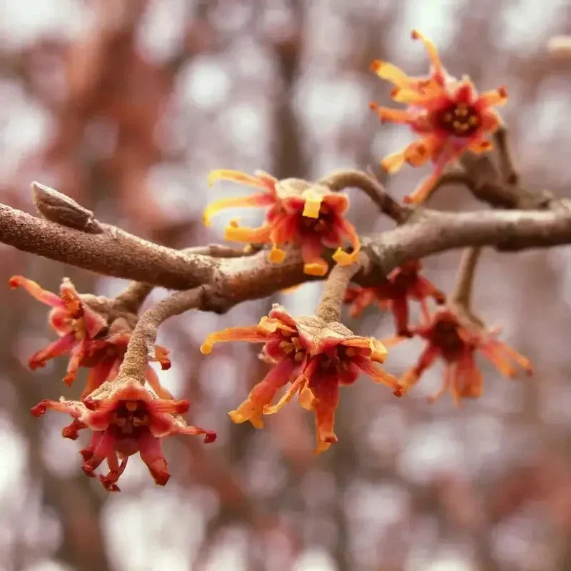 15 Vernal Witch Hazel - Hamamelis Vernalis Seeds - Seed World