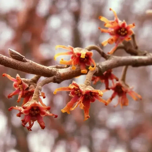 15 Vernal Witch Hazel - Hamamelis Vernalis Seeds - Seed World