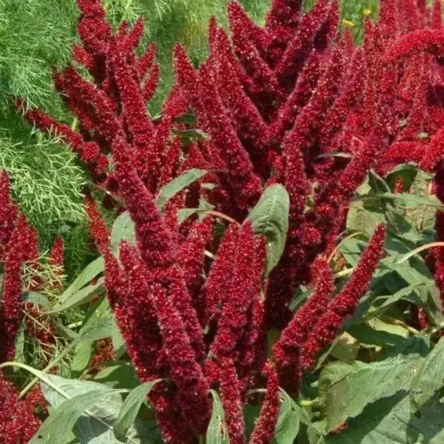 150 Amaranthus Seeds - Pygmy Torch - Seed World