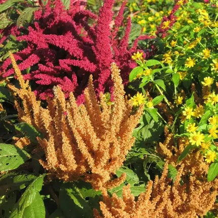 150 Amaranthus Seeds - Pygmy Torch - Seed World
