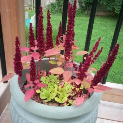 150 Amaranthus Seeds - Pygmy Torch - Seed World