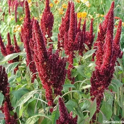 150 Amaranthus Seeds - Pygmy Torch - Seed World