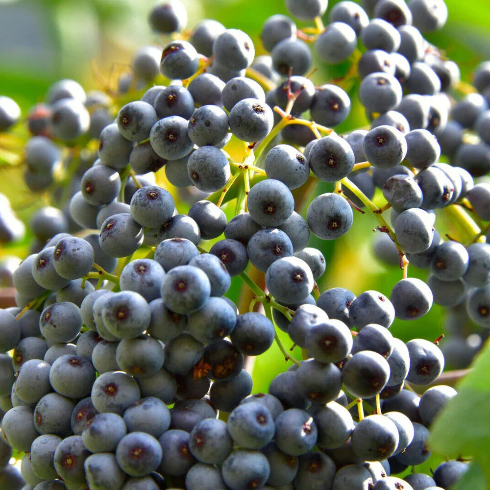 150 Blue Elderberry Seeds - Seed World