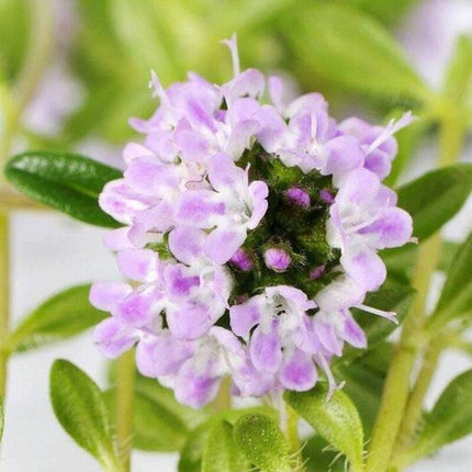 150 Creeping Winter Savory Seeds - Seed World