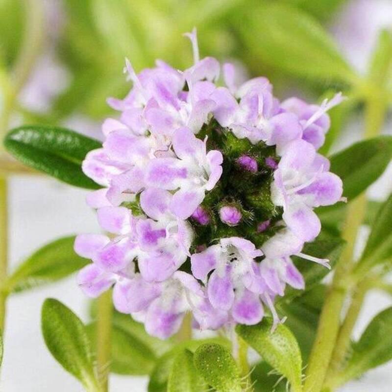 150 Creeping Winter Savory Seeds - Seed World