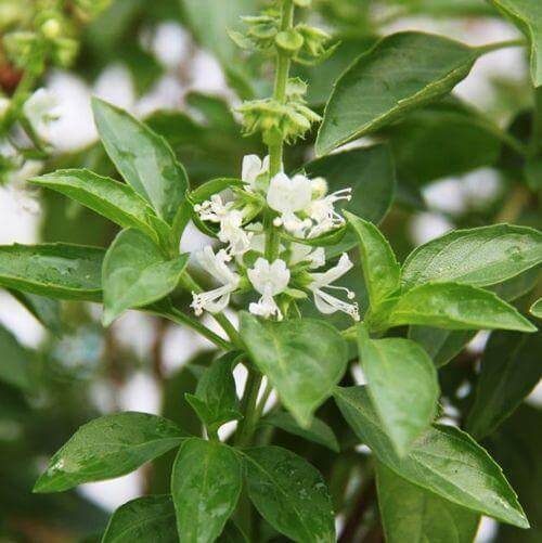 750 Genovese Basil Seeds