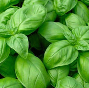 750 Genovese Basil Seeds