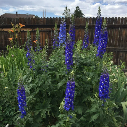 150 Royal Blue Delphinium King Arthur Seeds - Seed World
