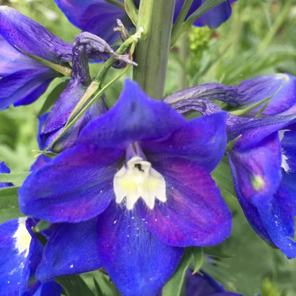 150 Royal Blue Delphinium King Arthur Seeds - Seed World