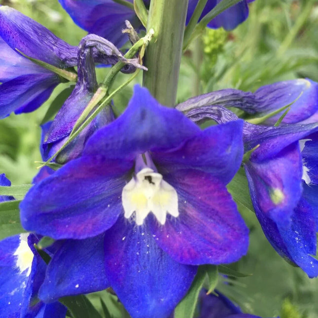 150 Royal Blue Delphinium King Arthur Seeds - Seed World