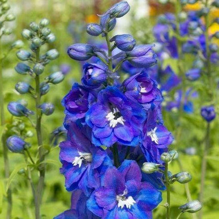150 Royal Blue Delphinium King Arthur Seeds - Seed World