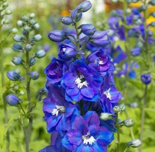 150 Royal Blue Delphinium King Arthur Seeds - Seed World