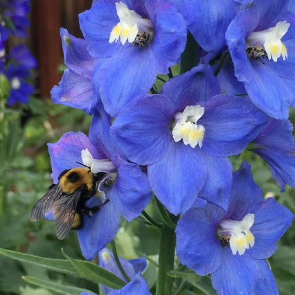 150 Royal Blue Delphinium King Arthur Seeds - Seed World