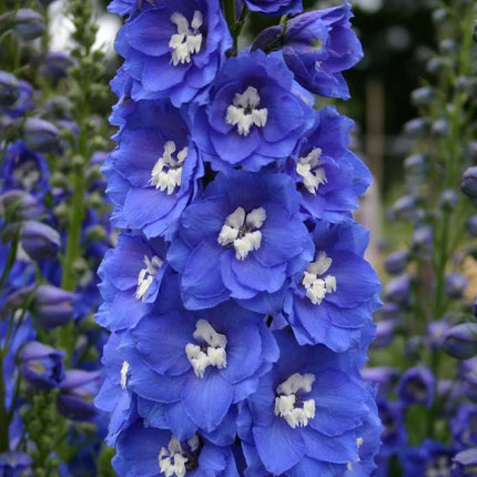 150 Royal Blue Delphinium King Arthur Seeds - Seed World