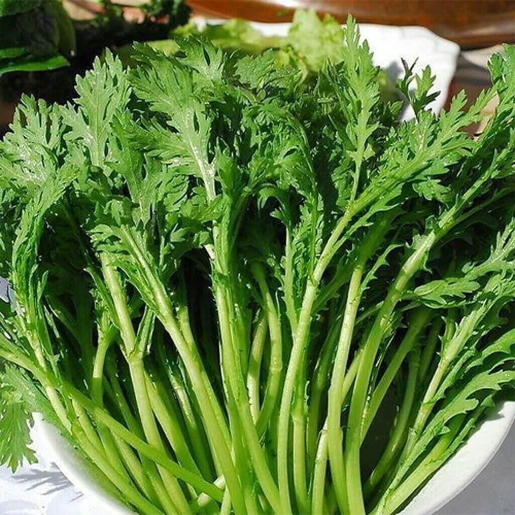 1500 Garland Chrysanthemum Seeds - Seed World