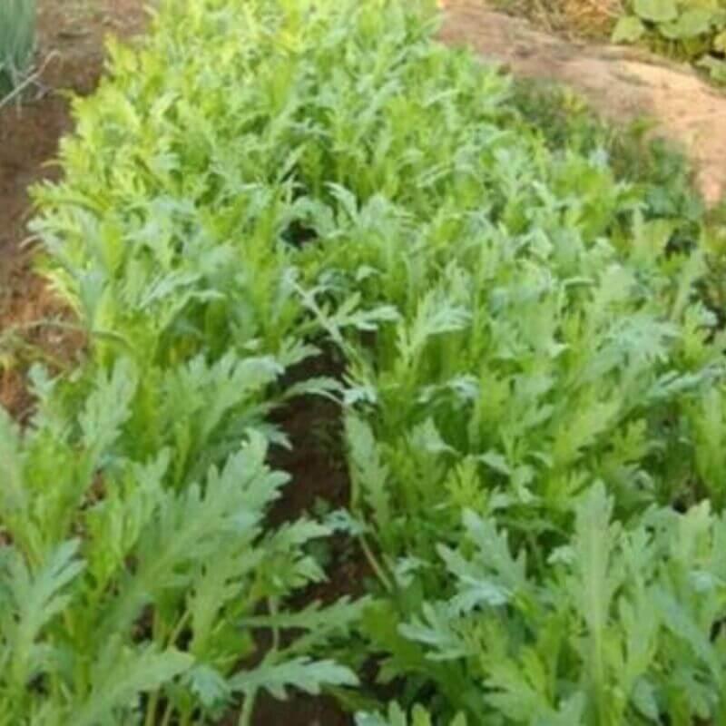 1500 Garland Chrysanthemum Seeds - Seed World