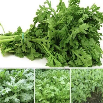 1500 Garland Chrysanthemum Seeds - Seed World