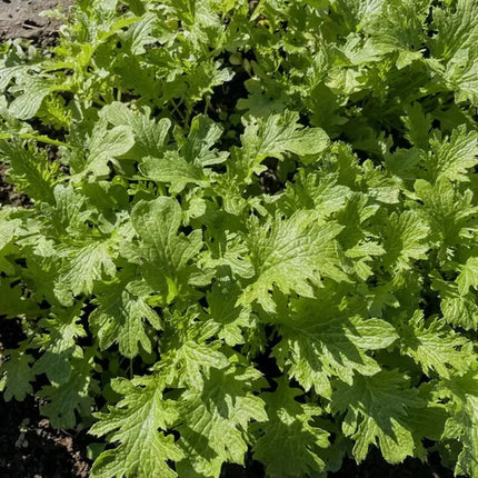 1500 Wasabi Mustard Seeds - Seed World