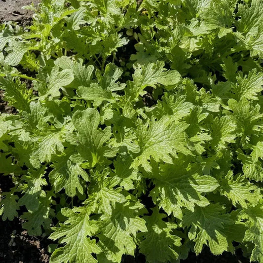 1500 Wasabi Mustard Seeds - Seed World