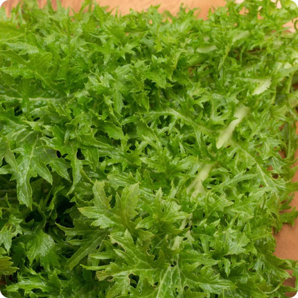 1500 Wasabi Mustard Seeds - Seed World