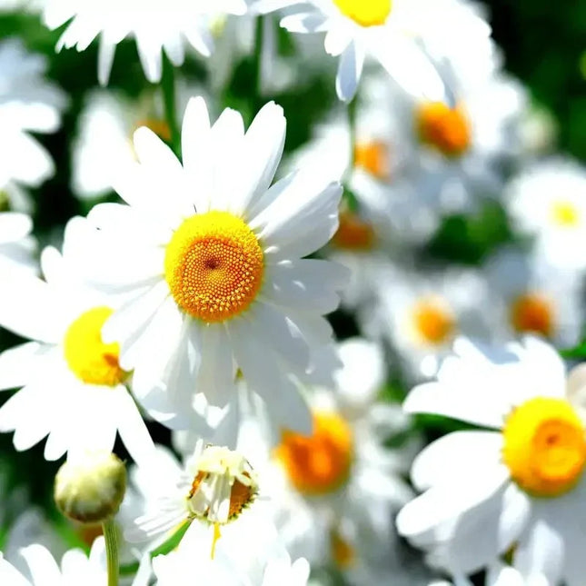 15000 German Chamomile Seeds - Seed World