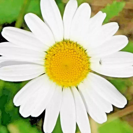15000 German Chamomile Seeds - Seed World