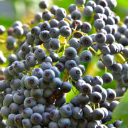 150 Blue Elderberry Seeds