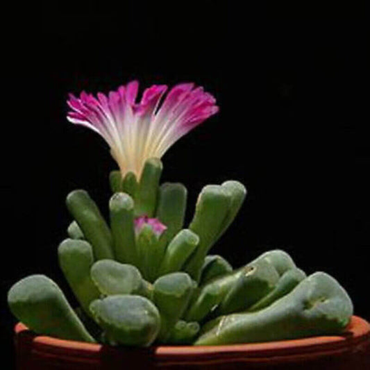 15 Fairy Elephant Feet - Frithia Pulchra Seeds