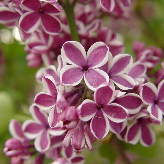 25 Lilac Tree Seeds