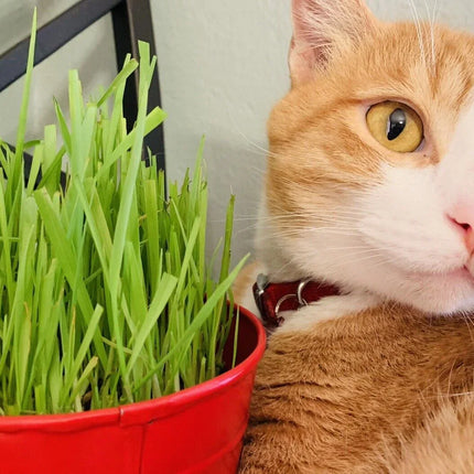 1600 Cat Dog Grass Seeds - Seed World