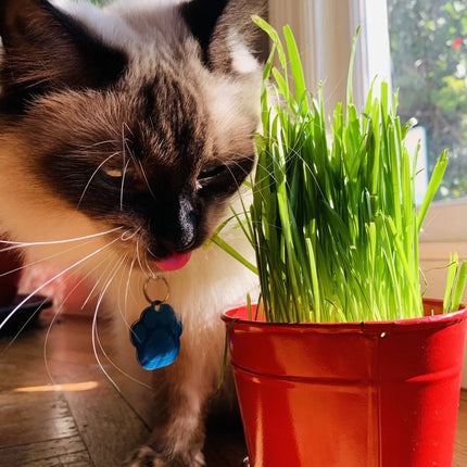 1600 Cat Dog Grass Seeds - Seed World