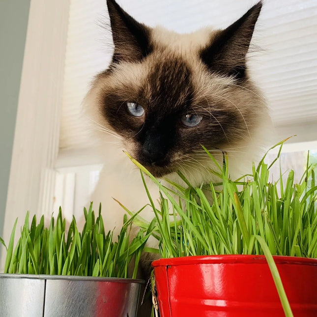 1600 Cat Dog Grass Seeds - Seed World