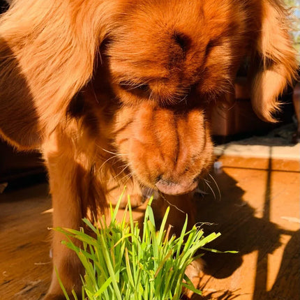 1600 Cat Dog Grass Seeds - Seed World