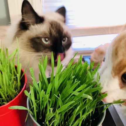 1600 Cat Dog Grass Seeds - Seed World