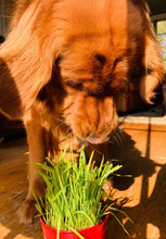 1600 Cat Dog Grass Seeds