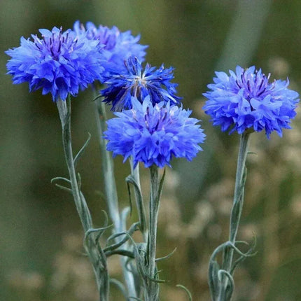 1700 Tall Blue Cornflower - Bachelor Button Seeds - Seed World