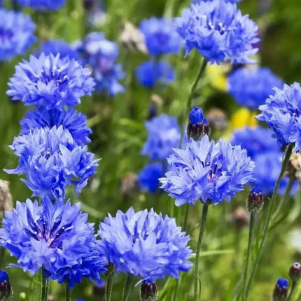 1700 Tall Blue Cornflower - Bachelor Button Seeds - Seed World
