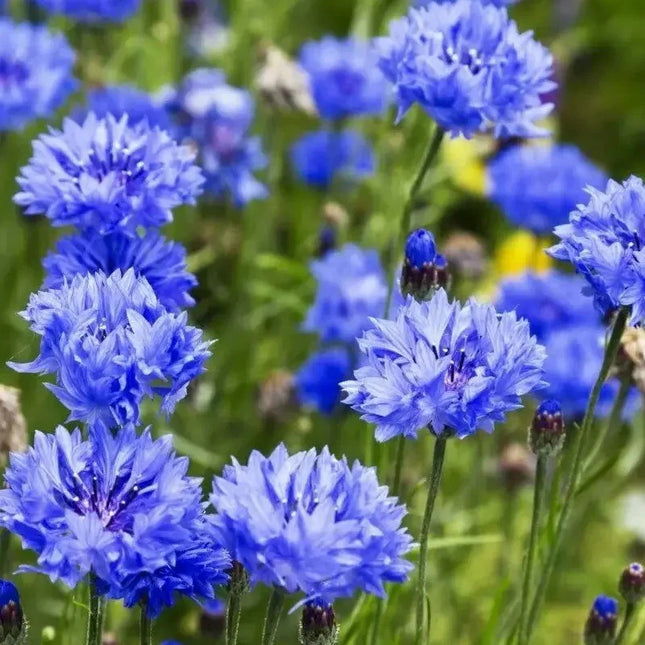 1700 Tall Blue Cornflower - Bachelor Button Seeds - Seed World