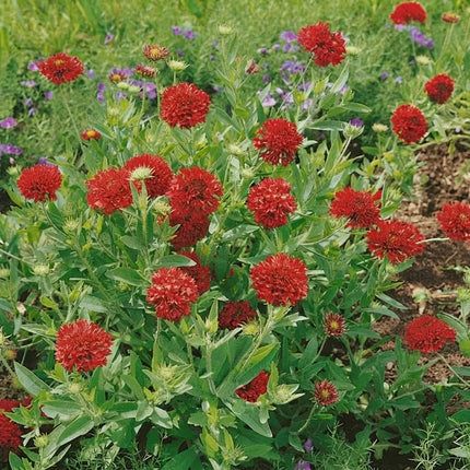 40 Red Gaillardia Sundance Seeds – Vibrant Blanket Flower