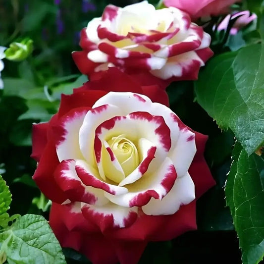 20 Twin Rose Seeds